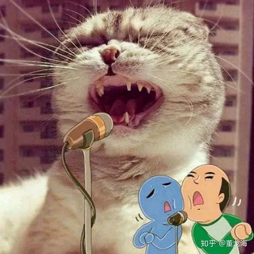 娱乐吃瓜酱猫叫喵喵喵,喵喵喵！娱乐吃瓜酱带你领略猫界趣味  第3张