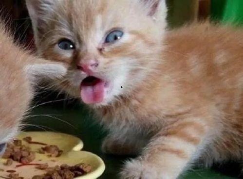 娱乐吃瓜酱70只猫猫  第2张